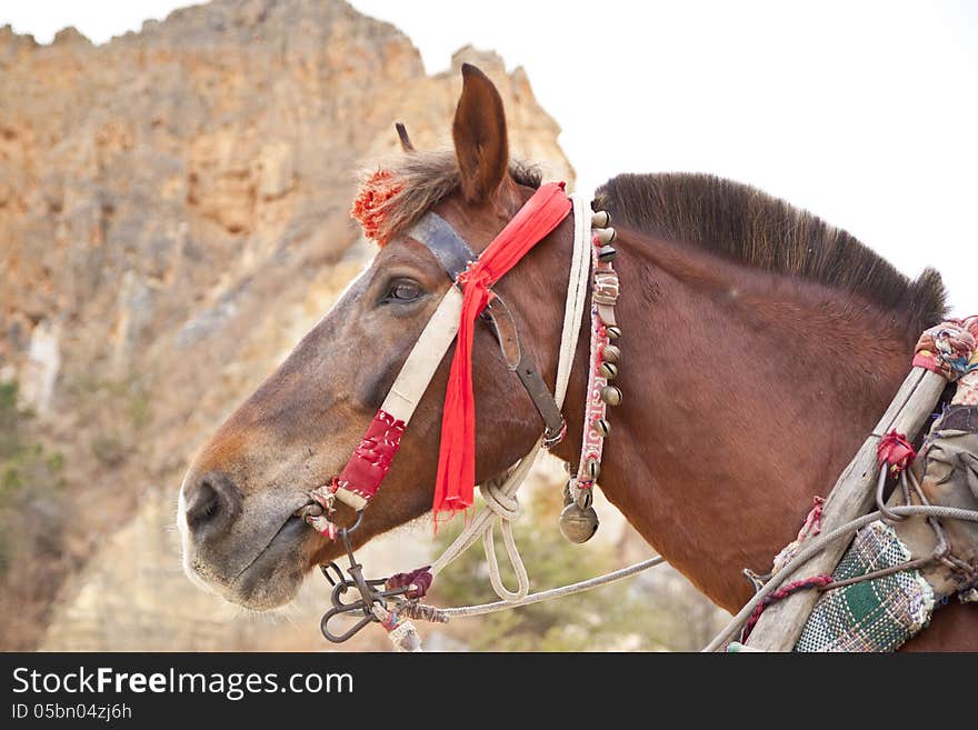 The brown horse head with colored harness