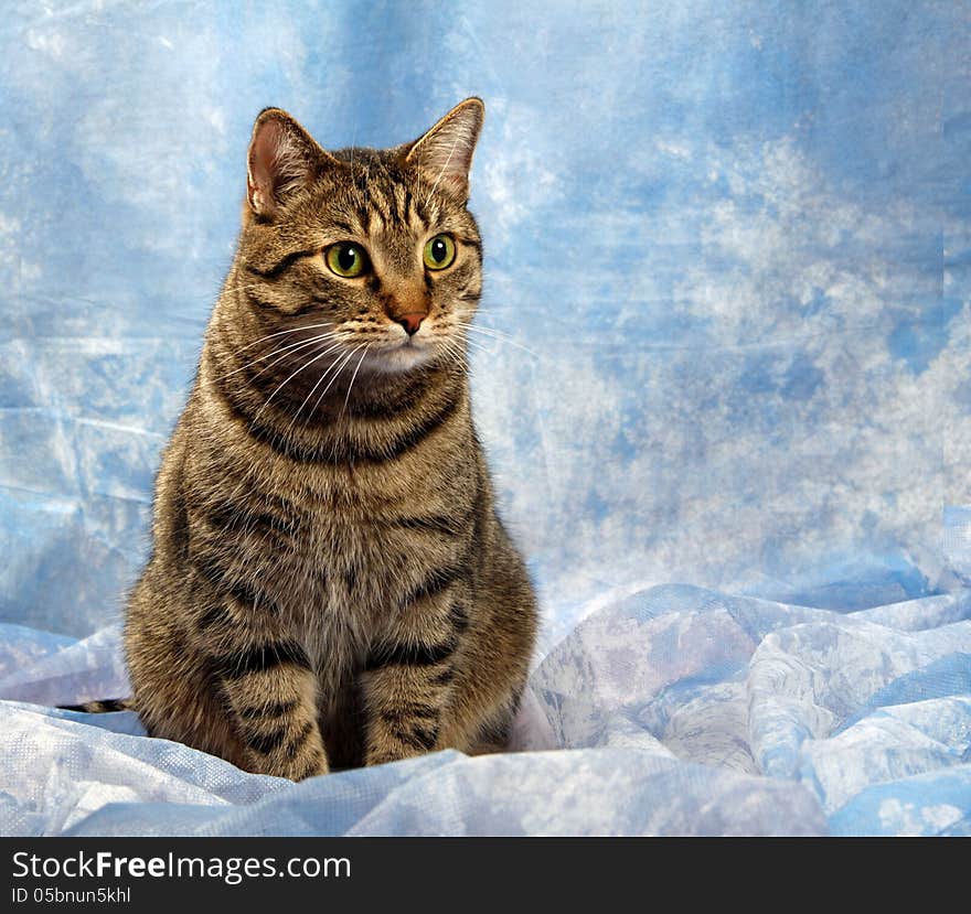 Beautiful European cat in front on a blue background. Beautiful European cat in front on a blue background