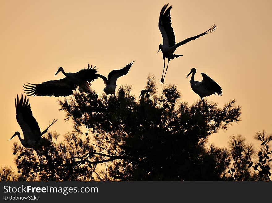 Tree laid out on a flock of storks