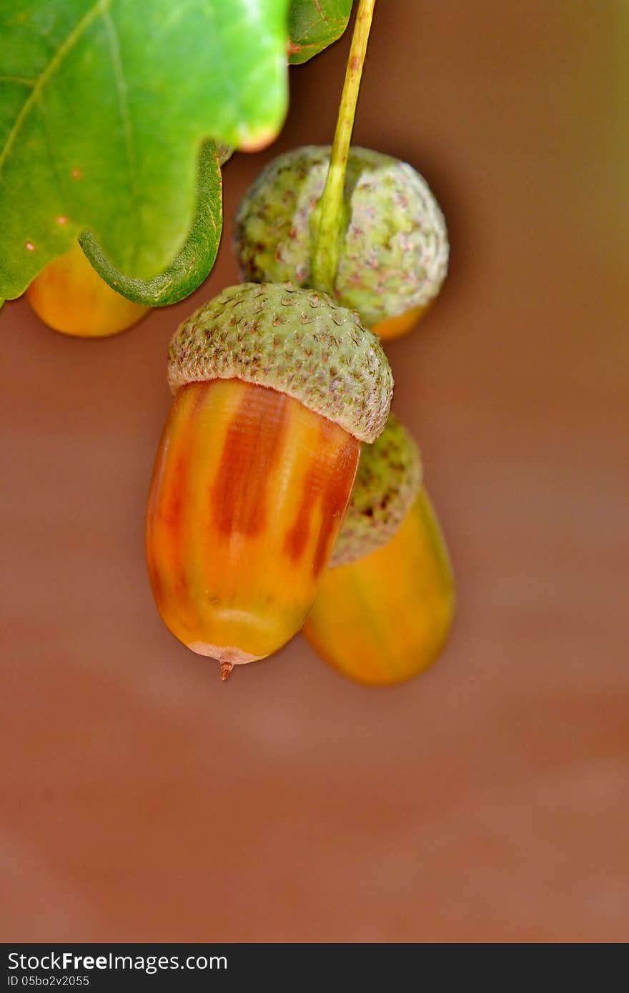 Foliage and acorns