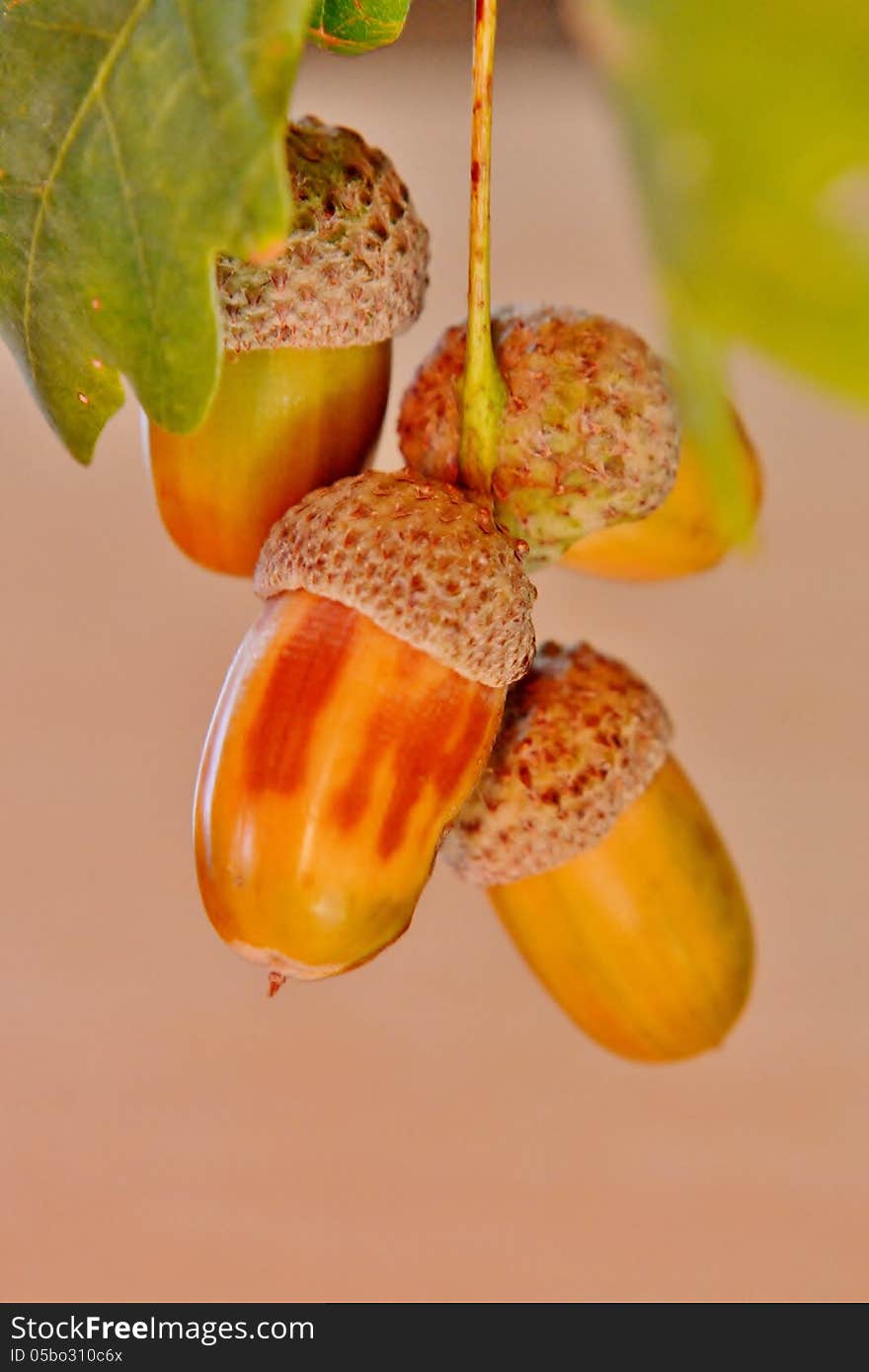 Foliage and acorns