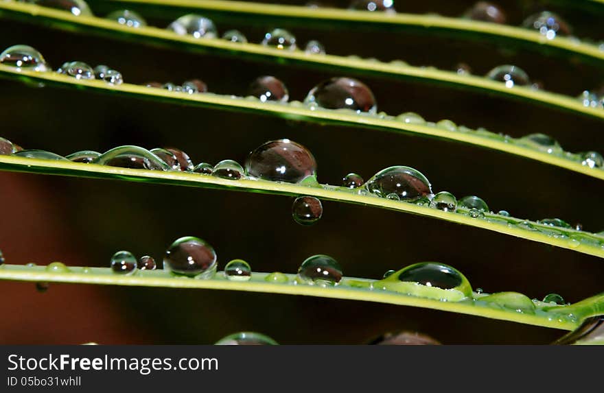 Close up of rain drops on palm leafs. Close up of rain drops on palm leafs