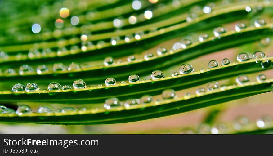 Close up of rain drops on palm leafs. Close up of rain drops on palm leafs