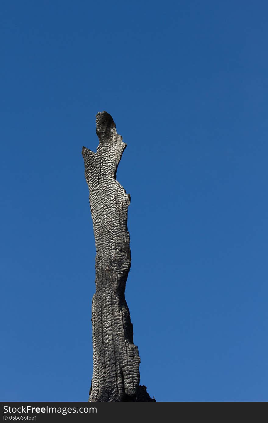 Remains of burnt tree on fire with blue sky background. Remains of burnt tree on fire with blue sky background