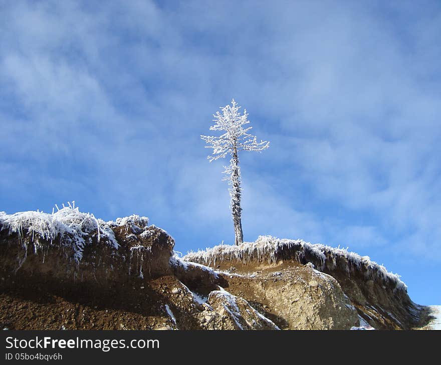 Lonely tree