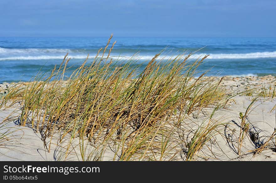 Landscape with dune grass on an atlantic ocean beach