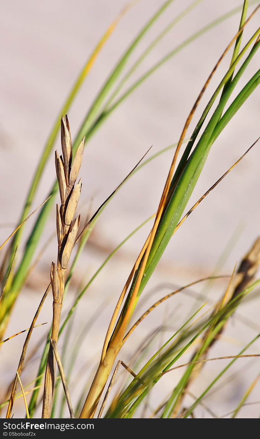 Dune Grass