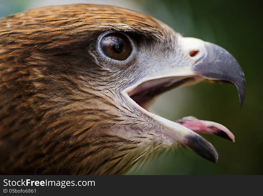 Closeup the hawk eye in nature background