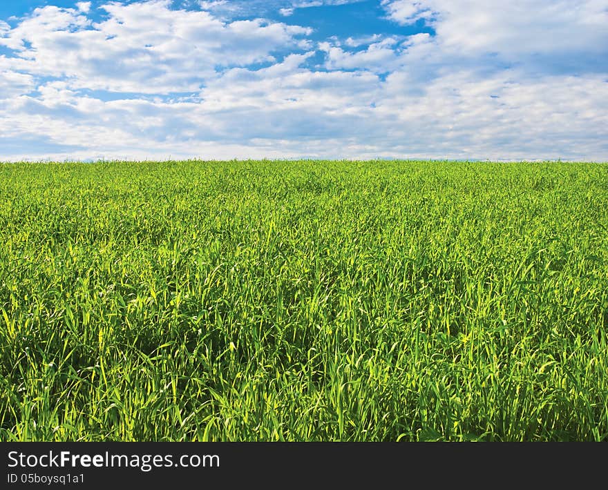 Green field, sky and clouds