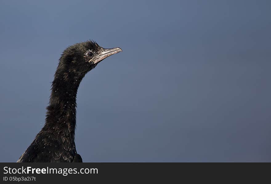 Pygmy Cormorant