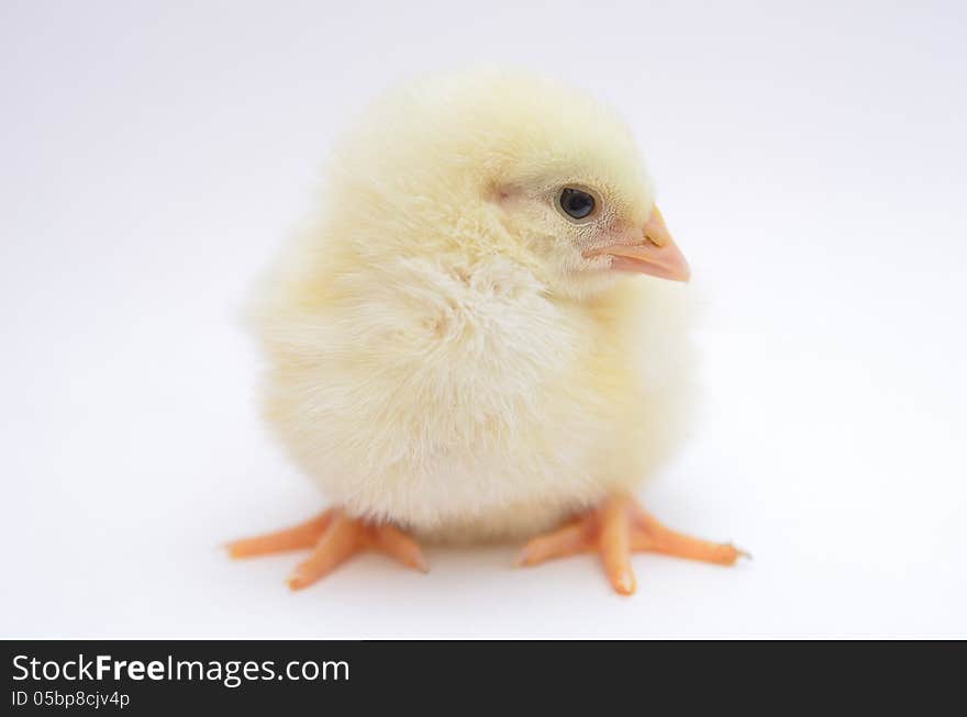 Young chick on a white background