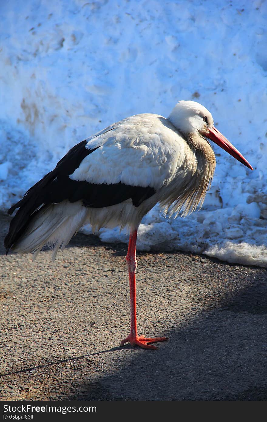 White stork (Ciconia ciconia) wintering in city. White stork (Ciconia ciconia) wintering in city