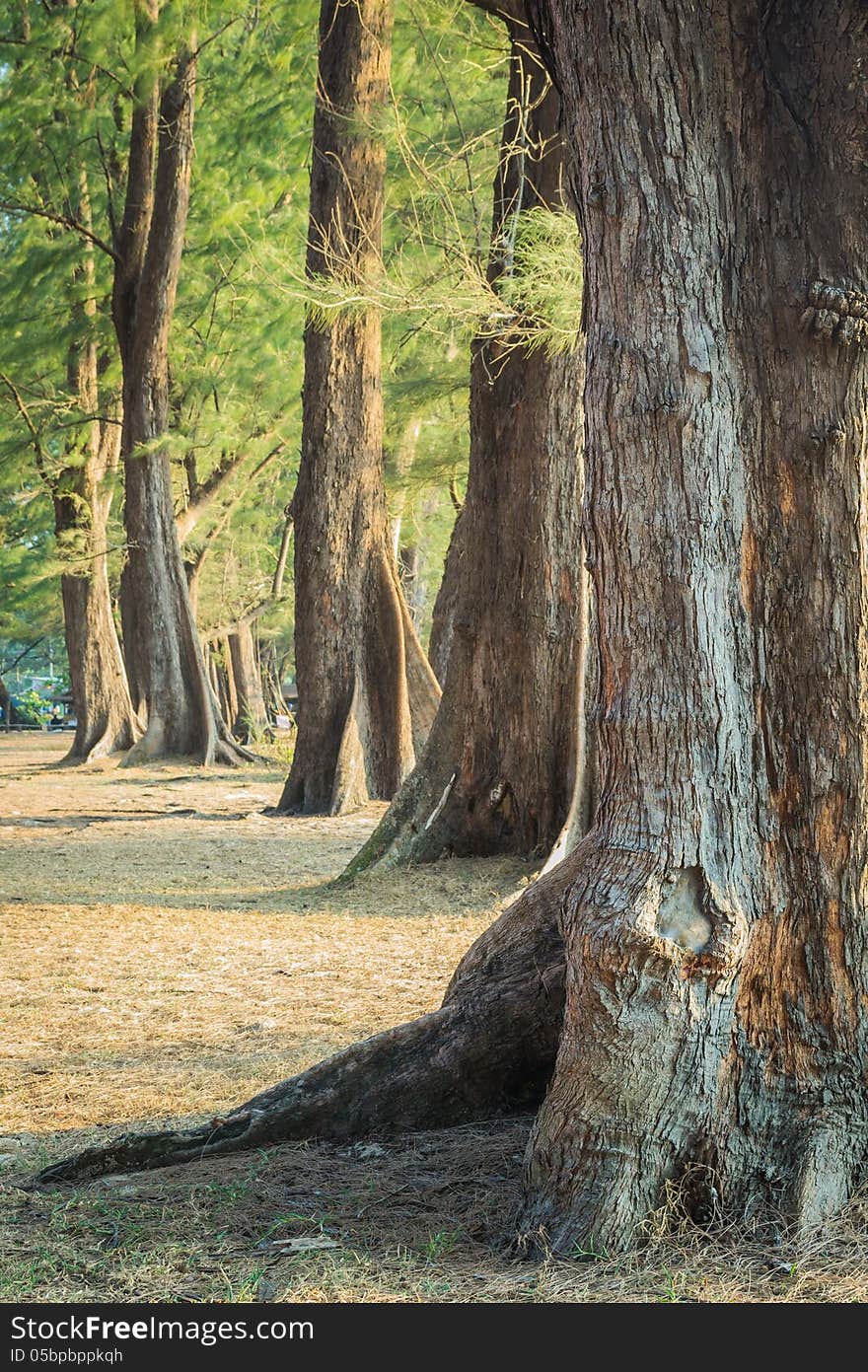 Many of pine tree around Nai Yang national park