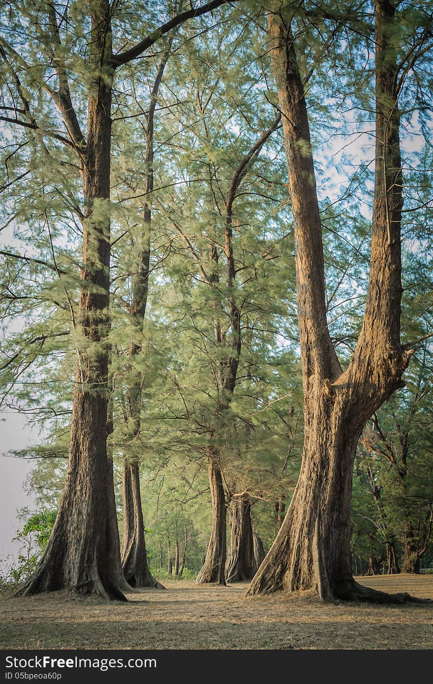 Nai Yang national park