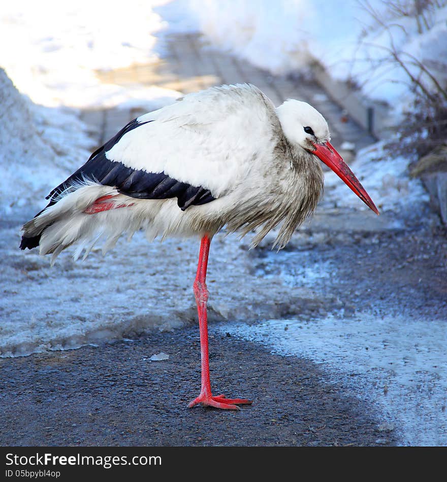 White stork (Ciconia ciconia) wintering in city. White stork (Ciconia ciconia) wintering in city