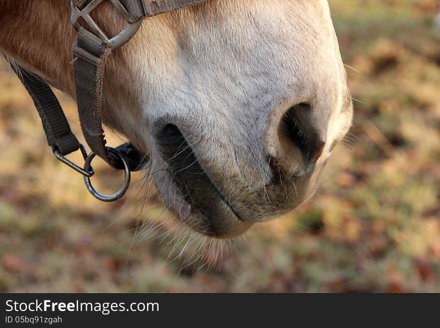 brown horse in close-up. To see nice beard hair quite sharp