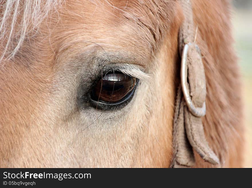 Horse with close-up of the mane and the eyes. Nice brown fur and brown saddle train. Horse with close-up of the mane and the eyes. Nice brown fur and brown saddle train.