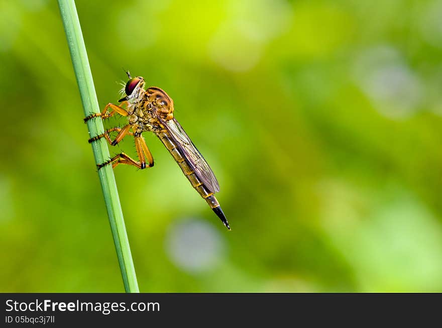 Robber Fly - Family Asilidae. Are predatory insects that are shaped similar to a dragonfly.