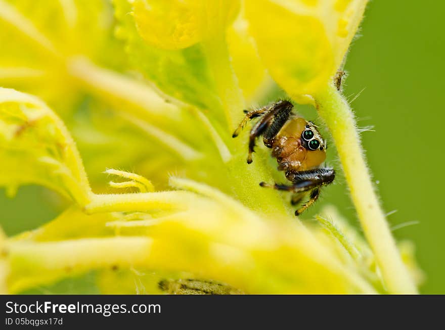 Jumping spider