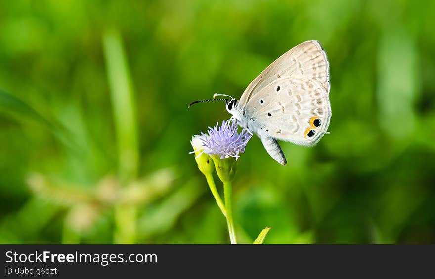 Cycad Blue or Plains Cupid, Small butterfly on Goat Weed flower in summer of Thailand, wide screen 16:9. Cycad Blue or Plains Cupid, Small butterfly on Goat Weed flower in summer of Thailand, wide screen 16:9