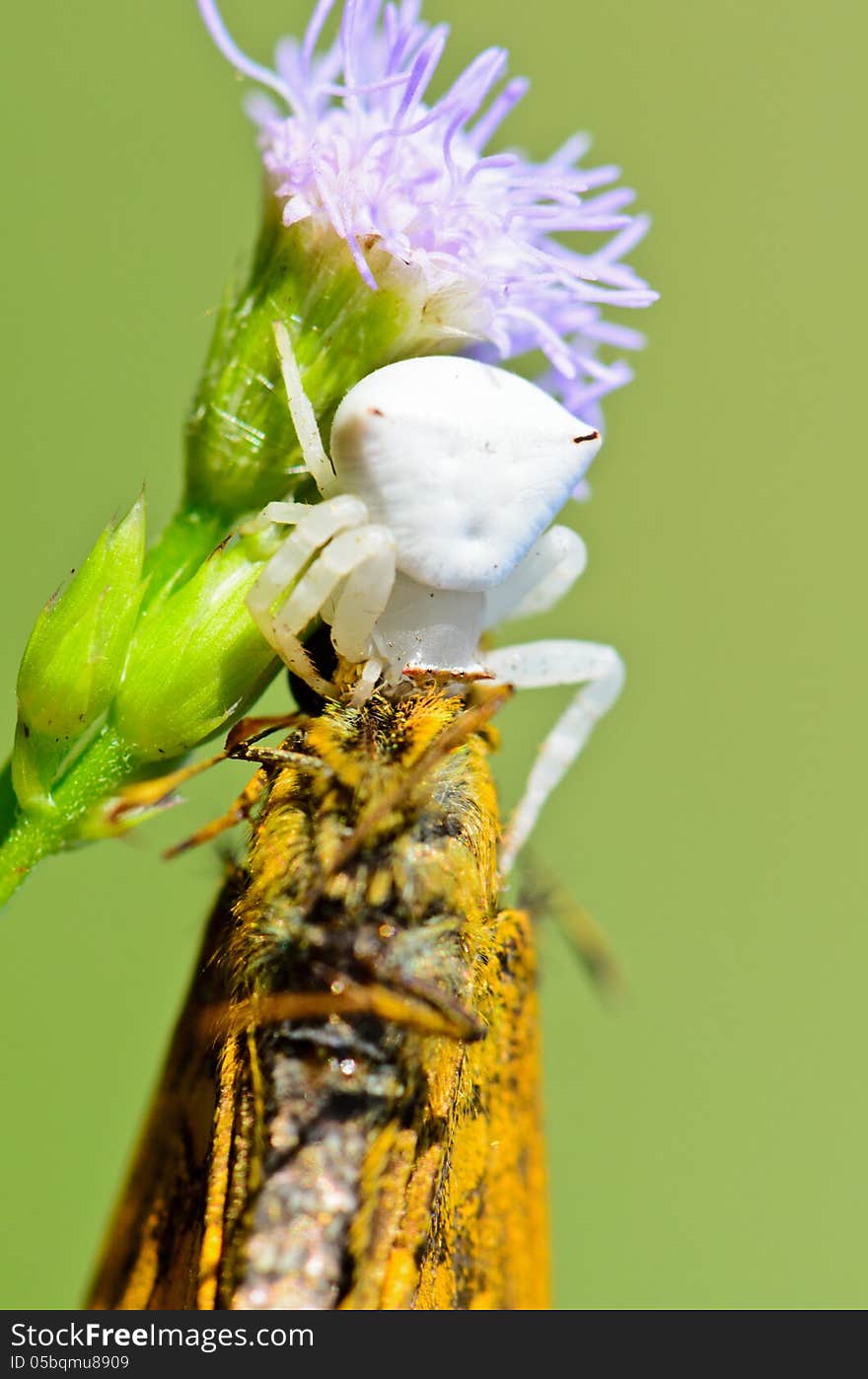 White Crab Spider with captured butterfly on flower of the grass. White Crab Spider with captured butterfly on flower of the grass