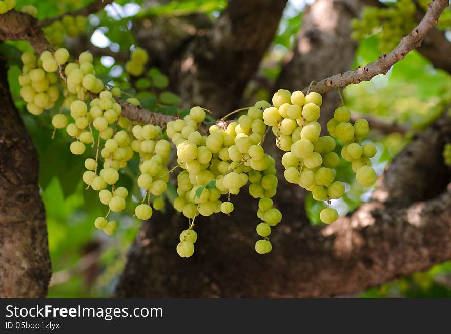 Star gooseberry growing on tree. Star gooseberry growing on tree