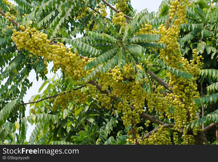 Star gooseberry growing on tree. Star gooseberry growing on tree