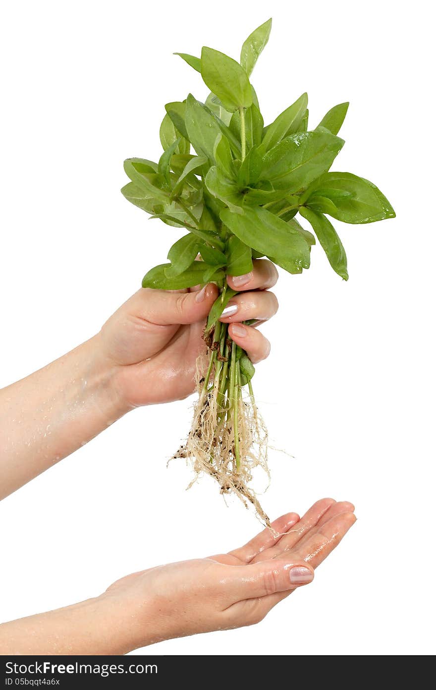 Human hand and young plant