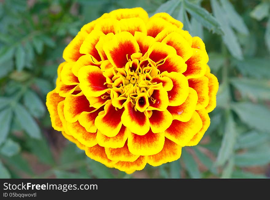 Close up of french marigold