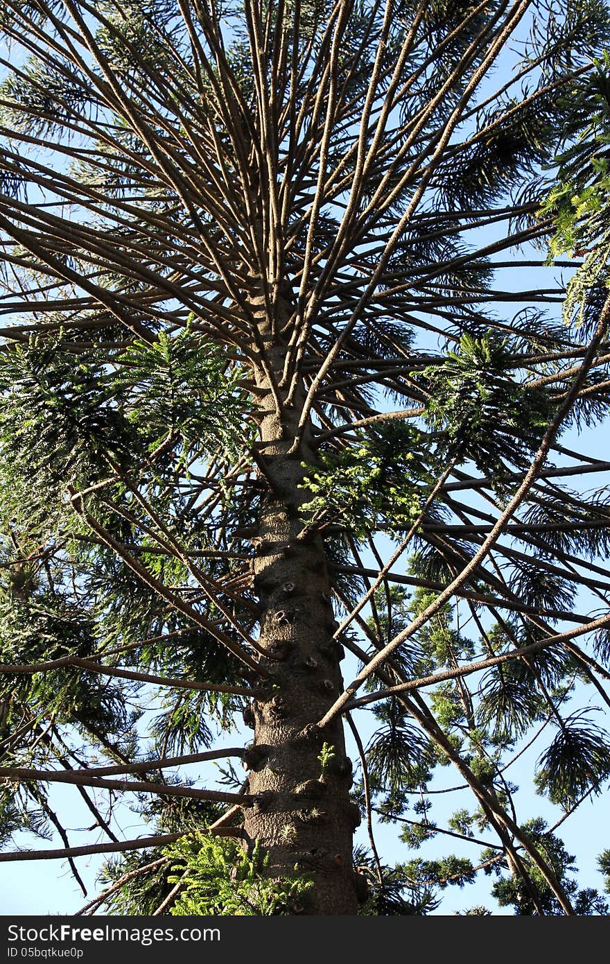 Huge relic tree growing in rainforests of South America. Araucaria araucana. Huge relic tree growing in rainforests of South America. Araucaria araucana.