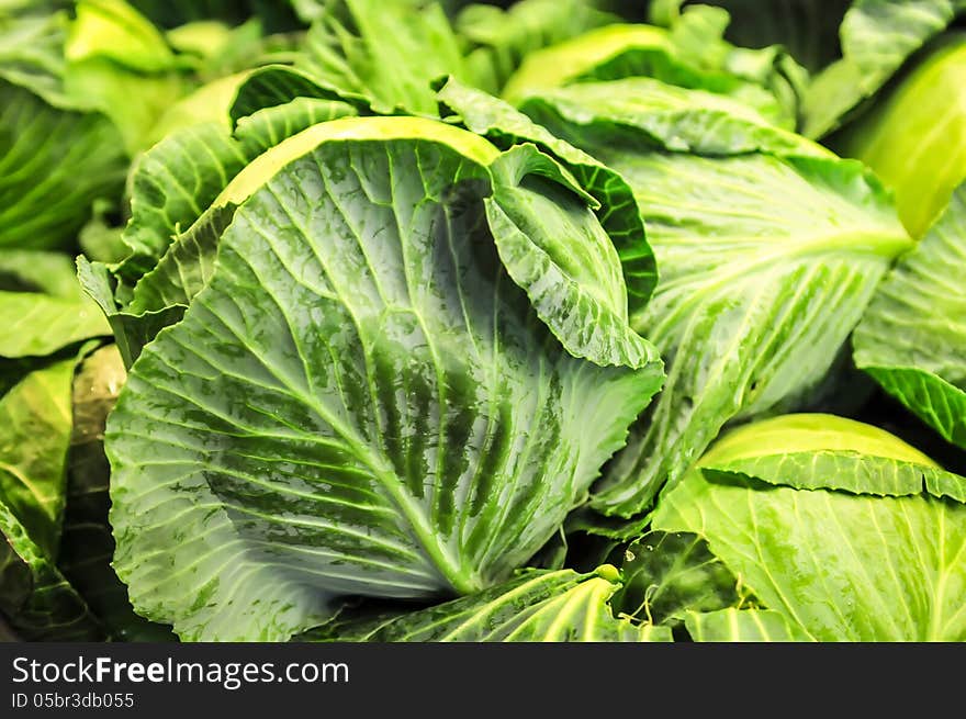 Close-up of fresh cabbage in the vegetable garden