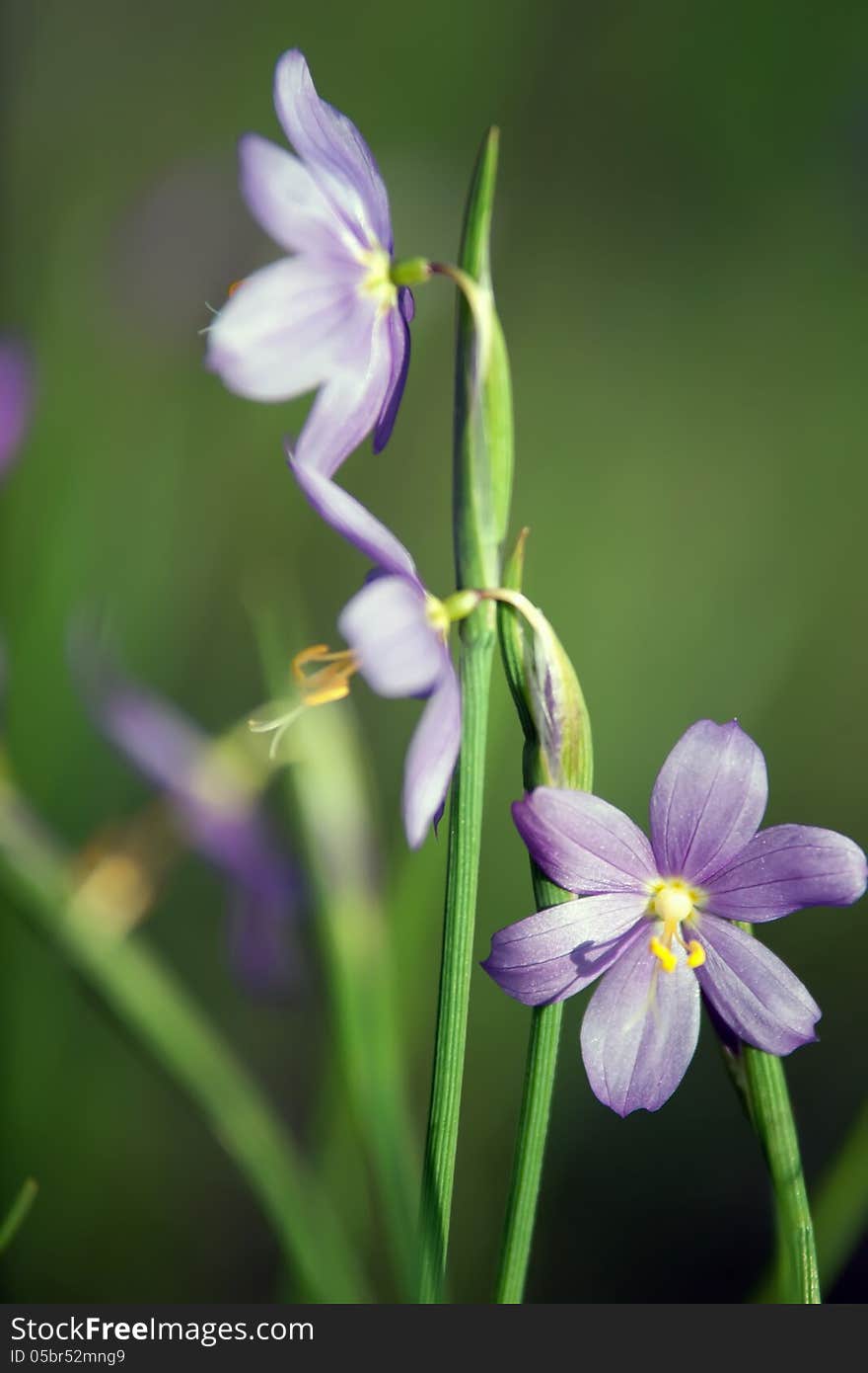 First spring flower - scilla siberica