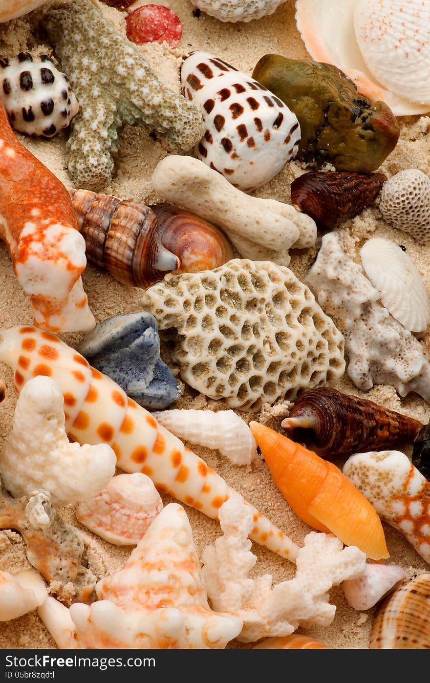 Ocean Shells, Conch Shells, Corals Pieces and Pebbles closeup as Background. Ocean Shells, Conch Shells, Corals Pieces and Pebbles closeup as Background