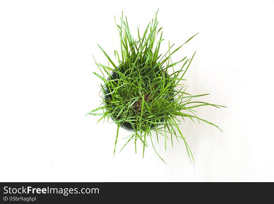 Green grass in a pot, top view