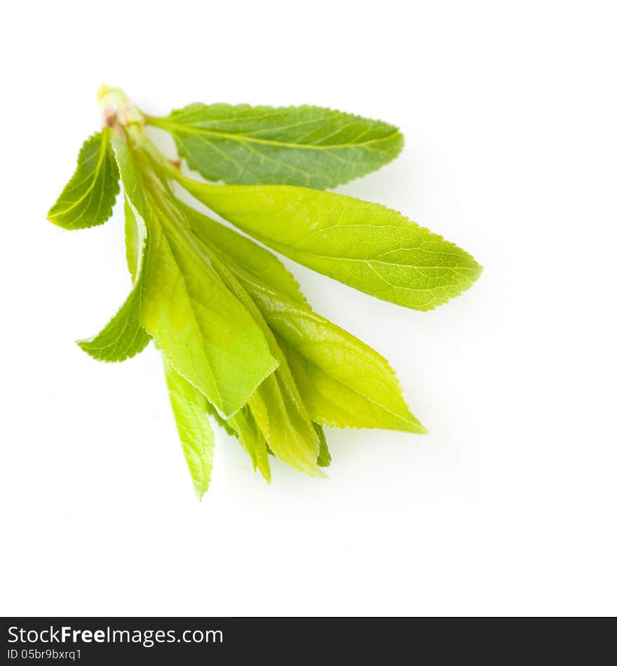 Young green leaves on a white background