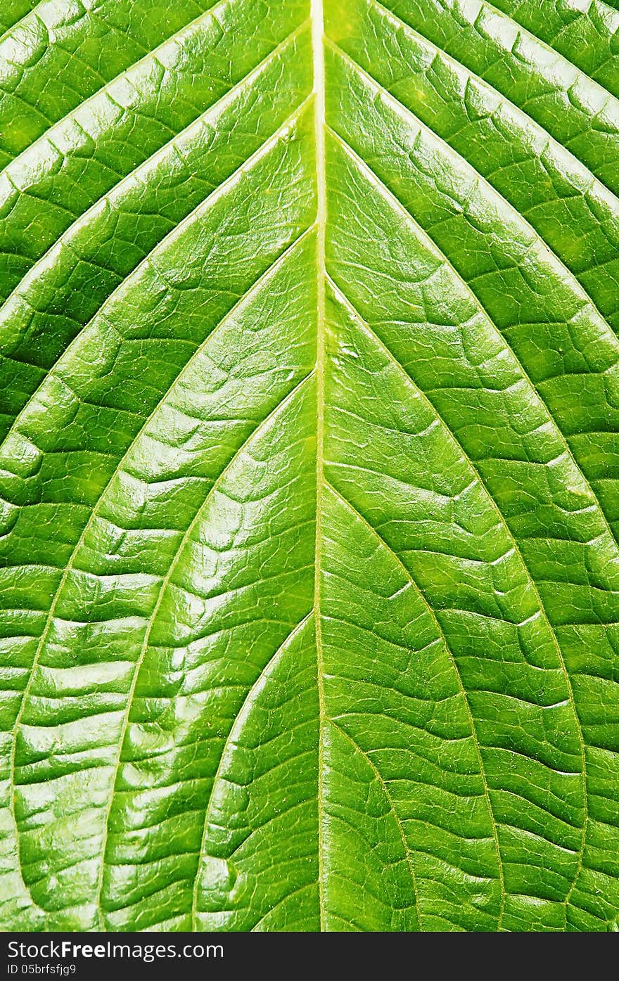 Picture of green leaf details and texture. Picture of green leaf details and texture