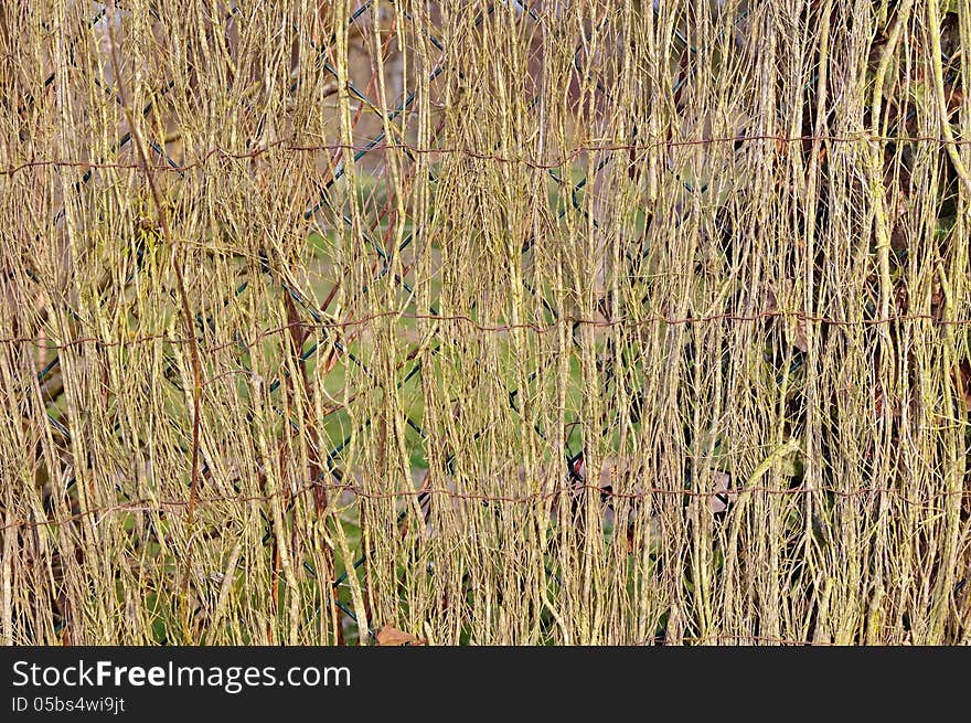 Natural windbreaks placed on a grid