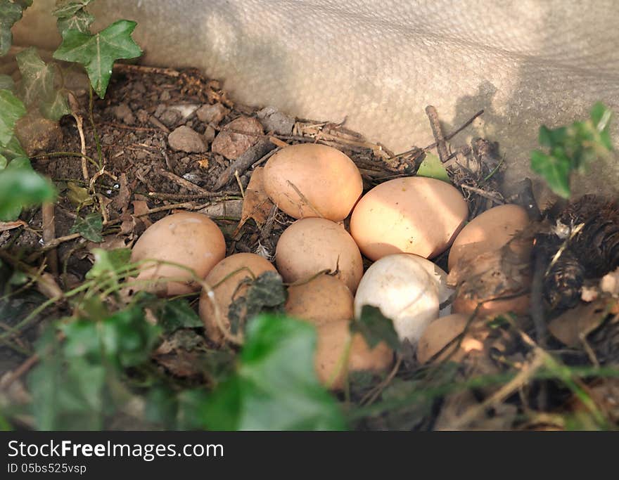 Ground fresh eggs hidden in a barn