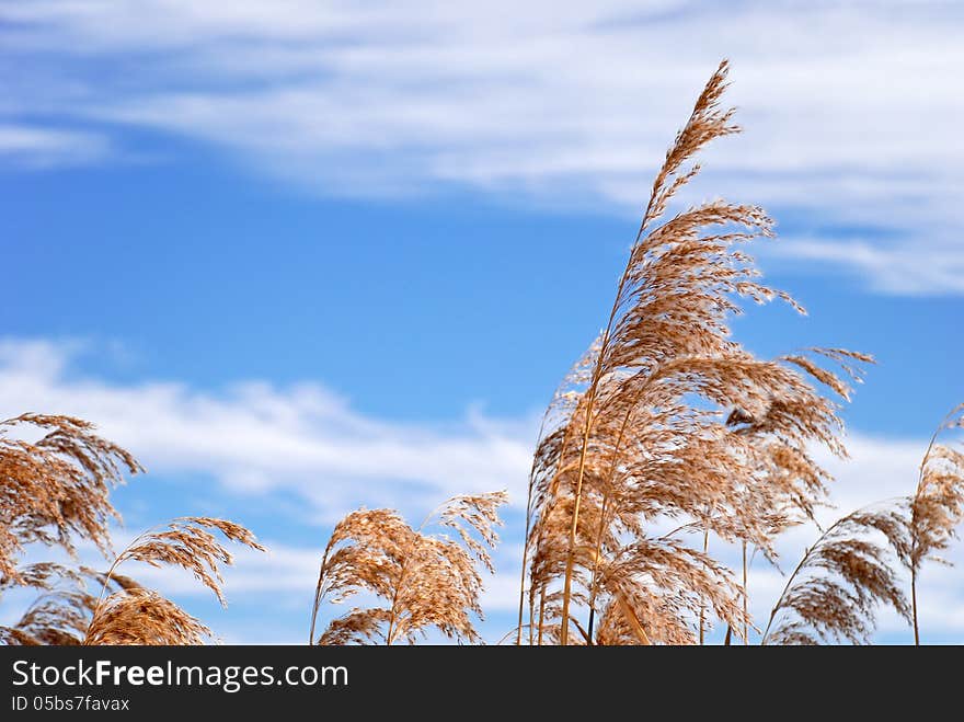 Winter reeds and blue sky