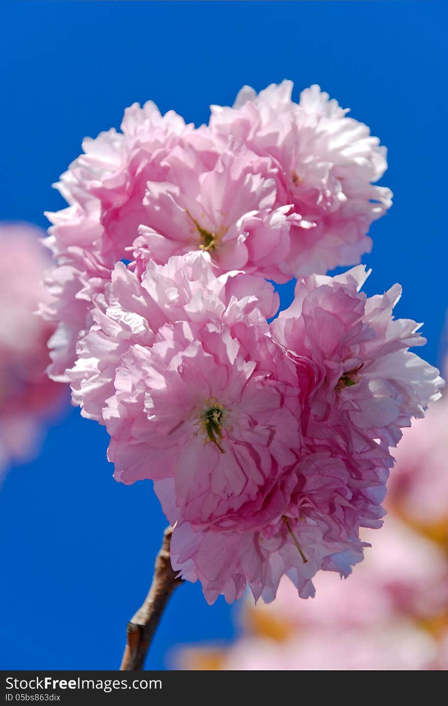 Beautiful pink blossom on a blue sky background. Flowering fruit tree in the center of Prague.