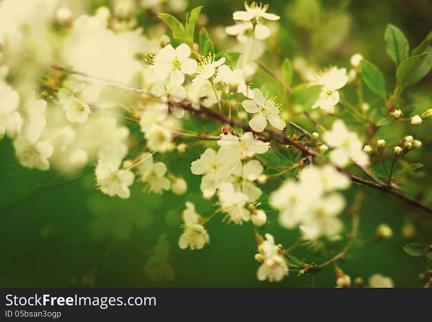 Cherry blossoms on a spring day. Beautiful colors.