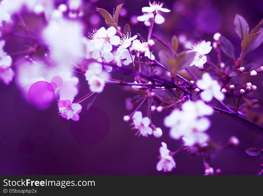 Cherry Blossoms On A Spring Day