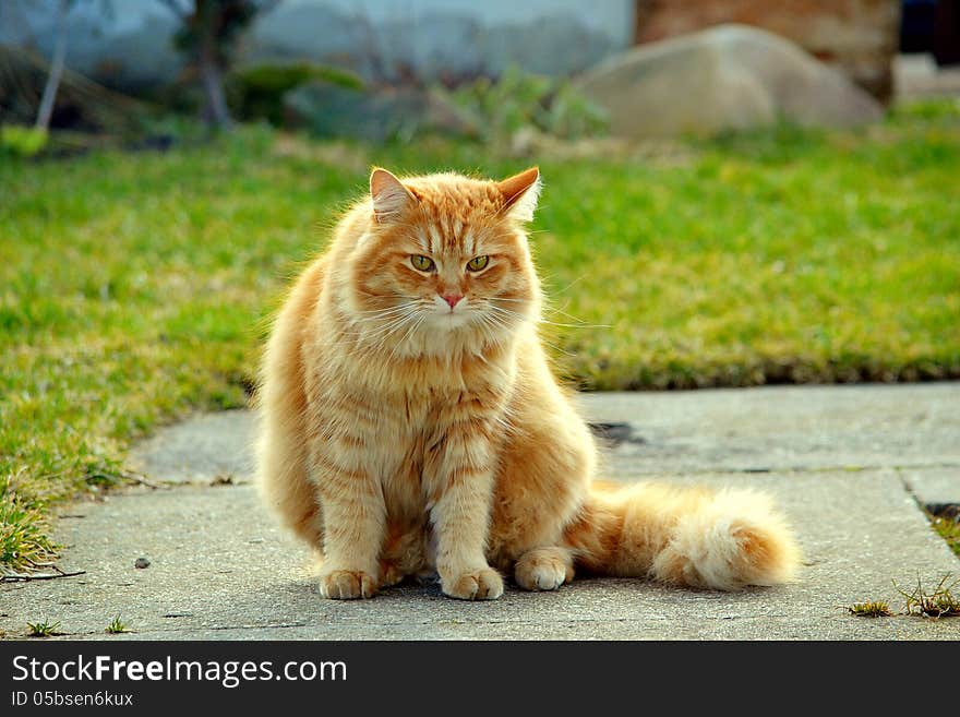 Ginger cat in the garden. Ginger cat in the garden