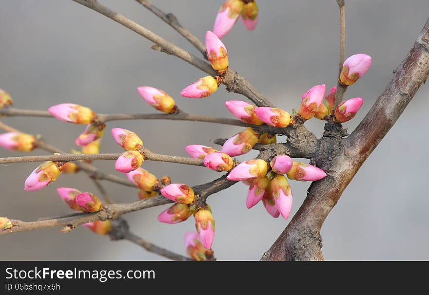 The close-up of spring flower buds