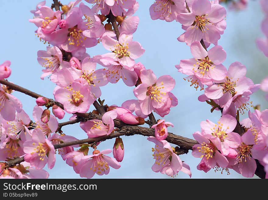 The plum blossoms are blooming in spring.