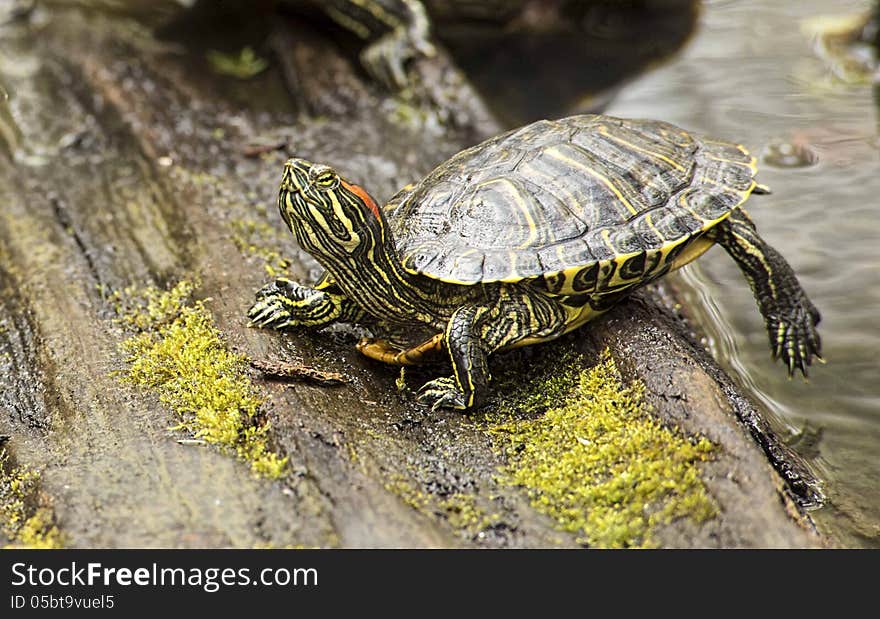 Spring Box Turtle steps on a log.