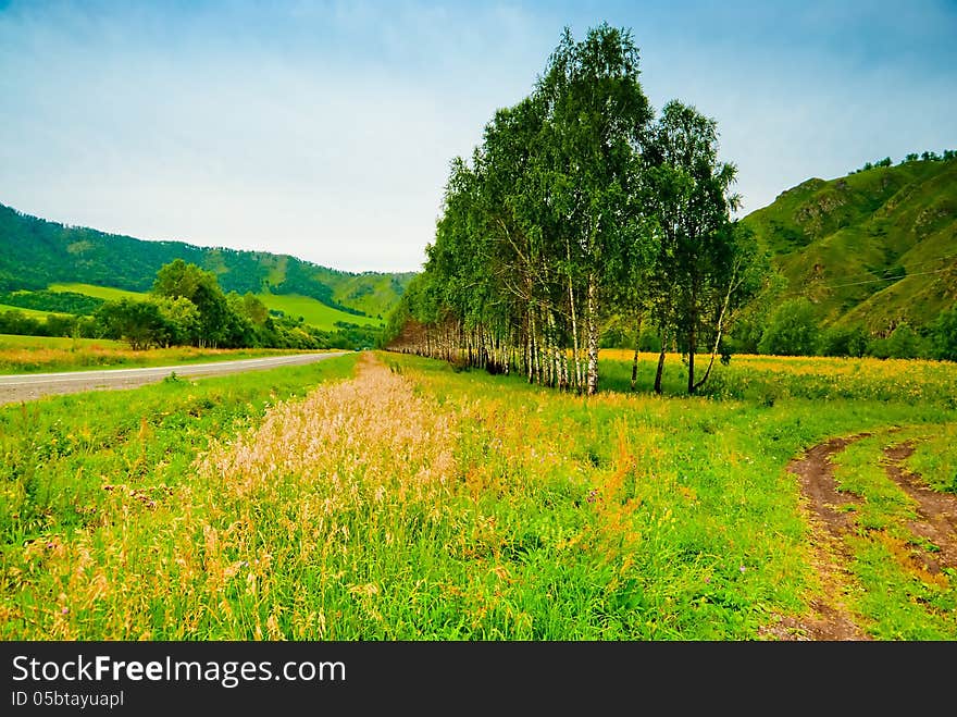 Rural landscape with birch trees planted along the road.