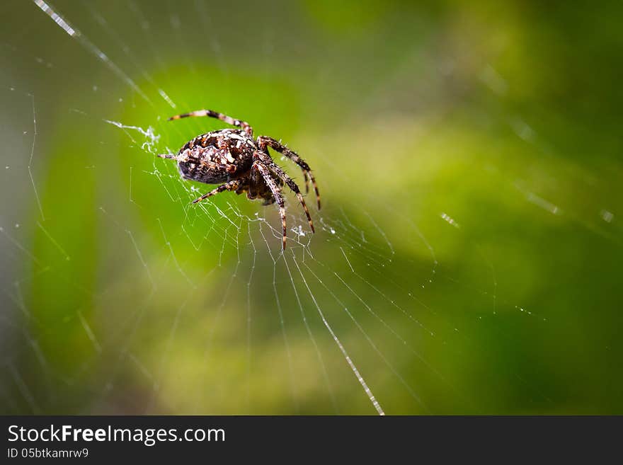 Spider on a spider web. Spider on a spider web