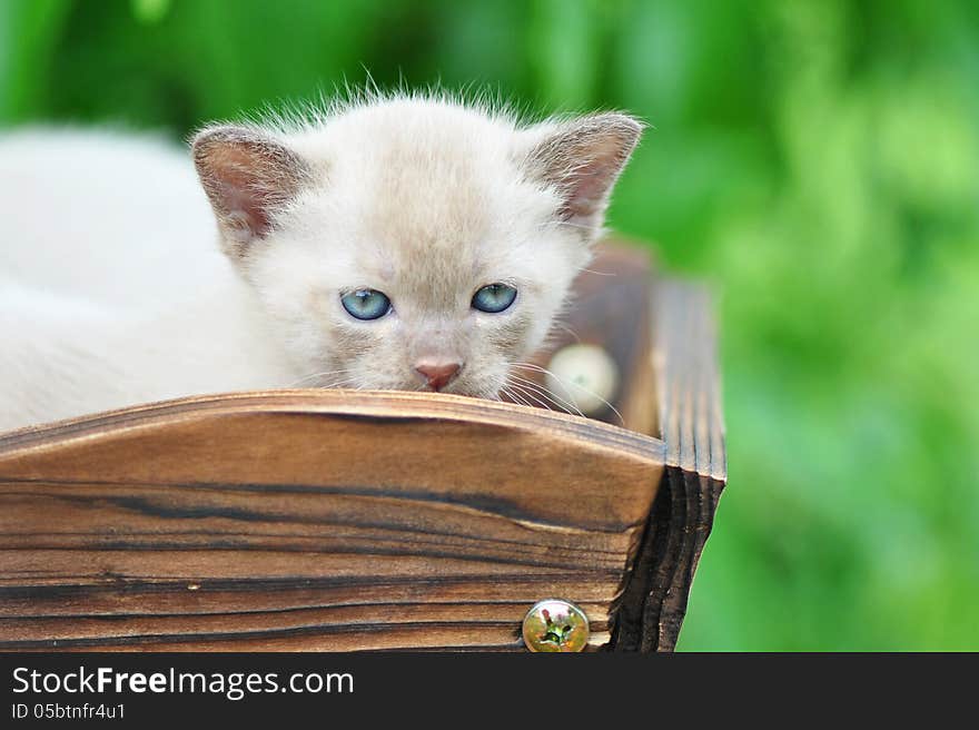 Close up face Burmese chocolate kitten outdoors