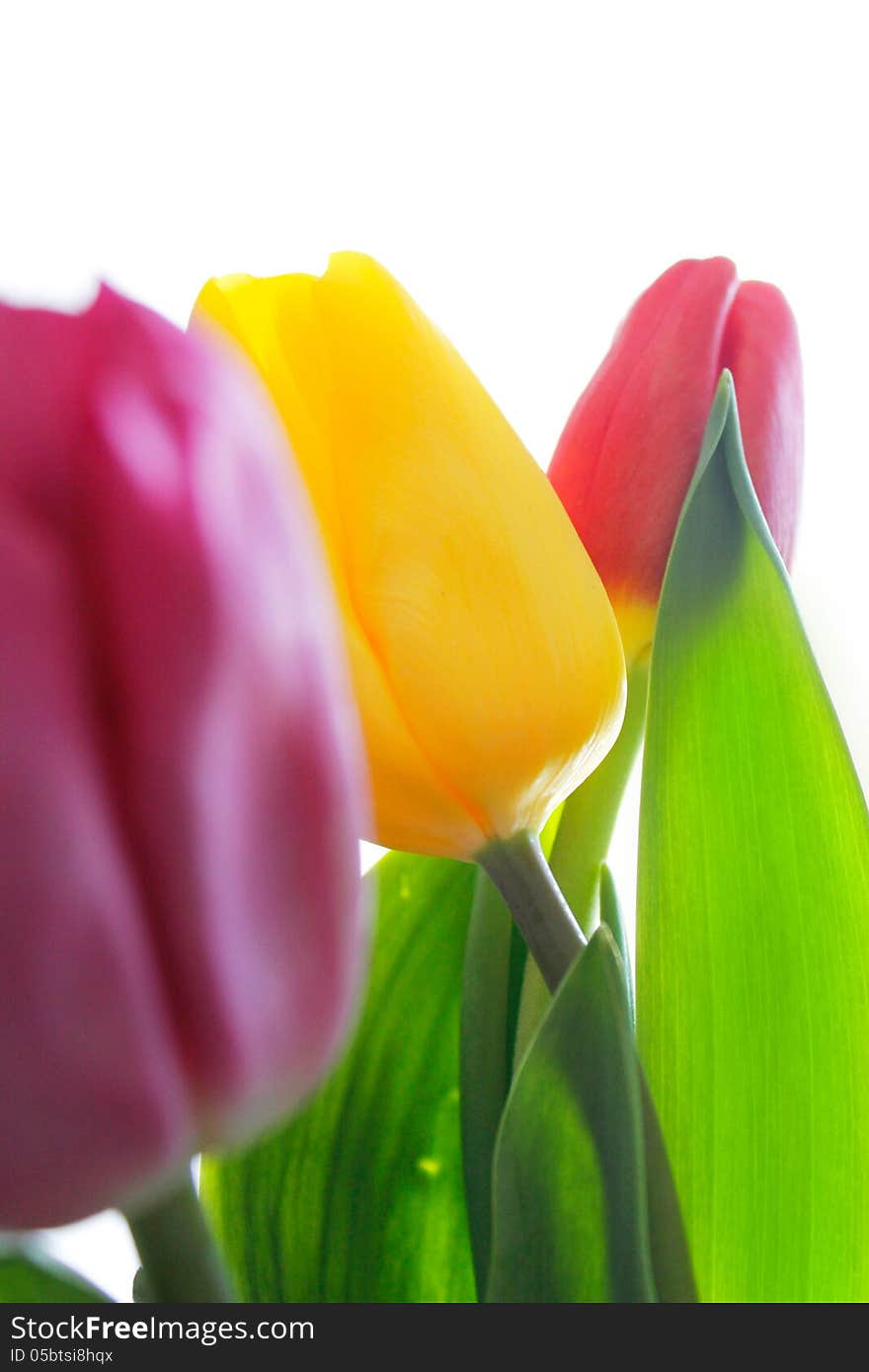 Beautiful bright bouquet of spring flowers